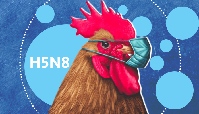 H5N8 أنفلونزا الطيور