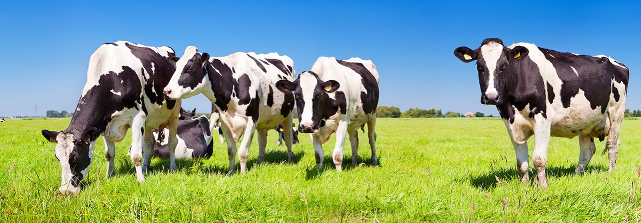 الأبقار من الحيوانات المُجترة التي تتغذى وتزدهر عن طريق الأعشاب 