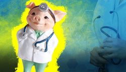الخنازير-في الأبحاث-الطبية
