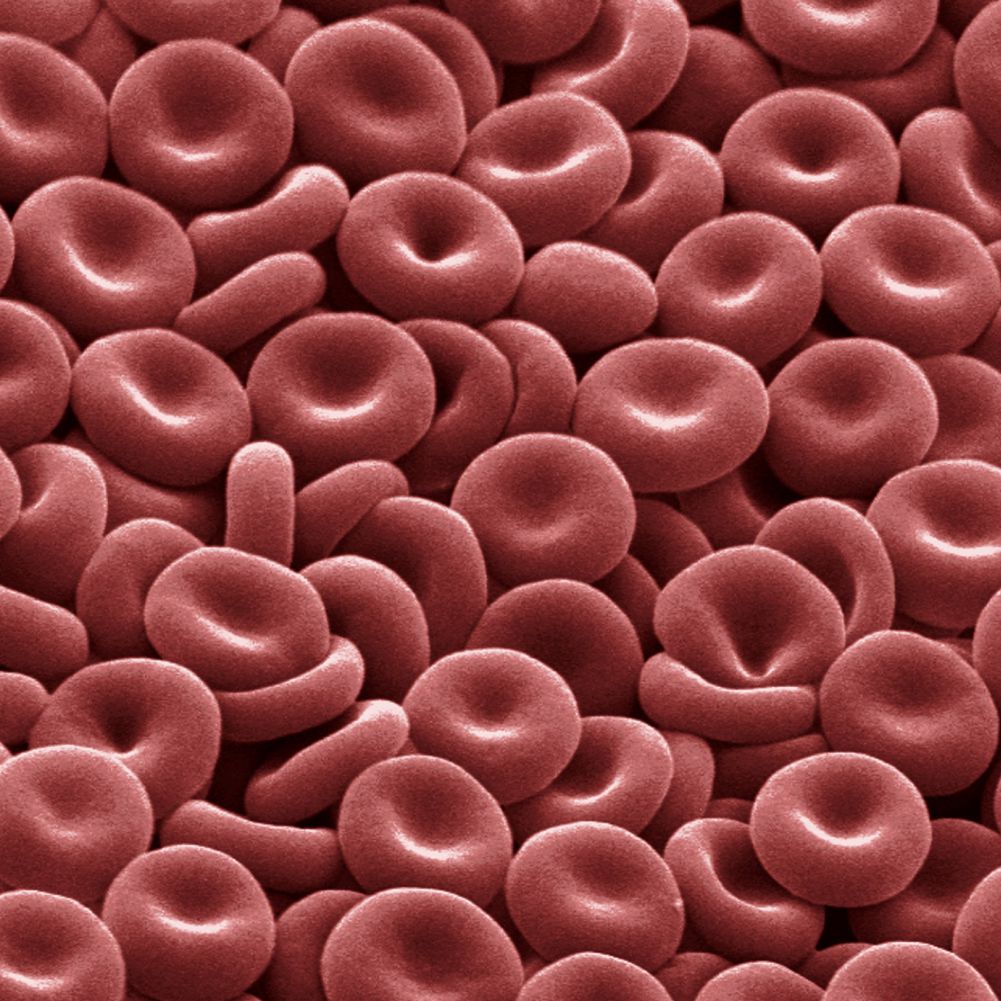 Группы клеток эритроцитов. Эритроцит. Клетки крови. Кровяные тельца. Красные кровяные тельца.