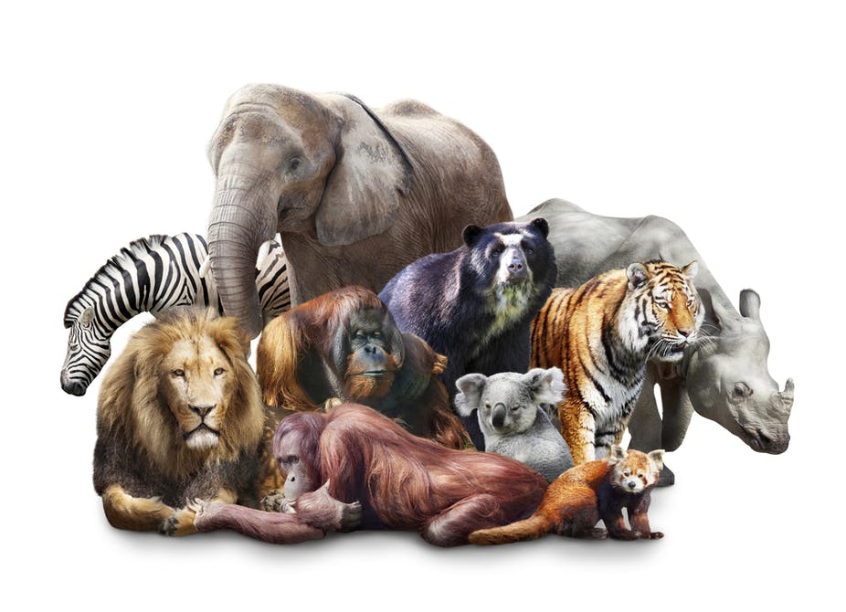 الثدييات في مملكة عالم الحيوانات