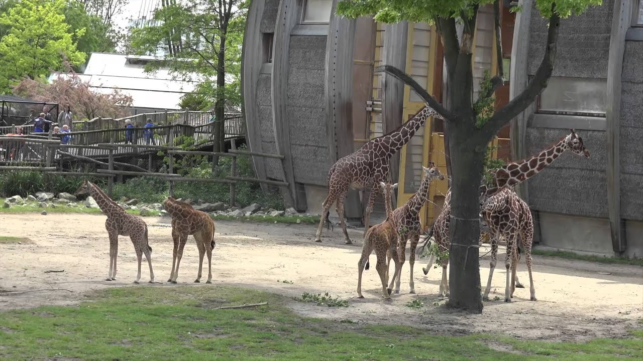 حديقة الحيوان في روتردام