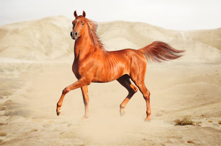 الخيول العربية 