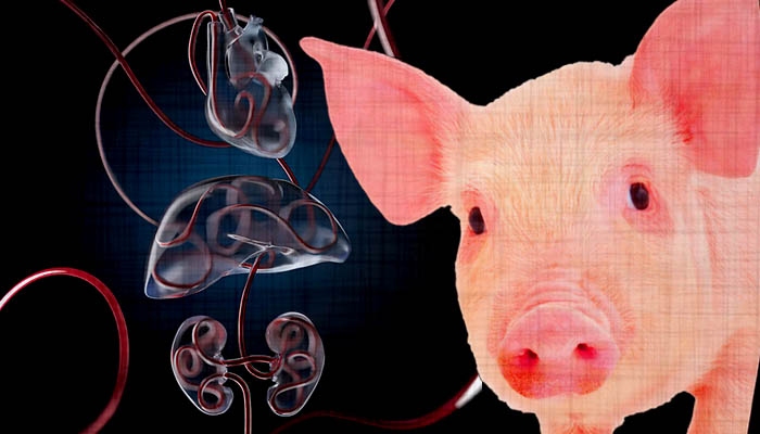 إعادة إحياء الجسد بالكامل في الخنازير