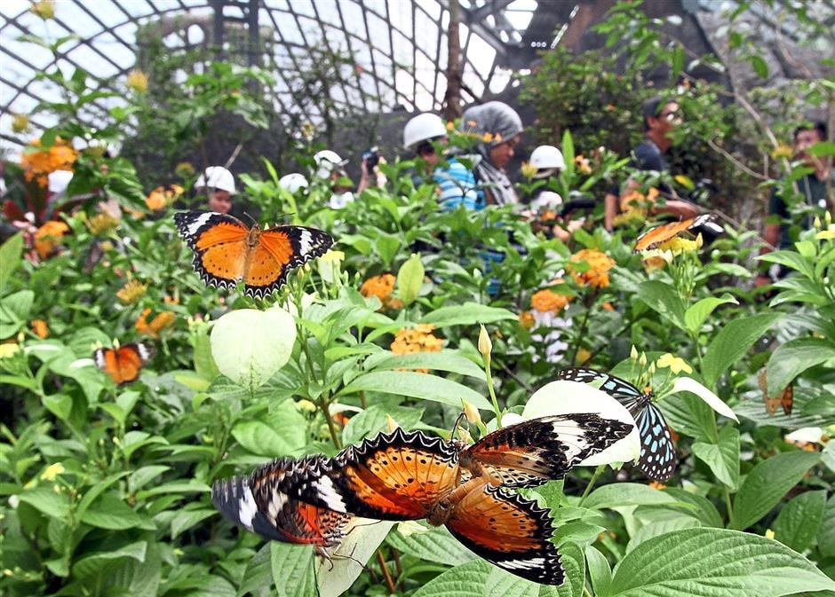 حديقة الفراشات