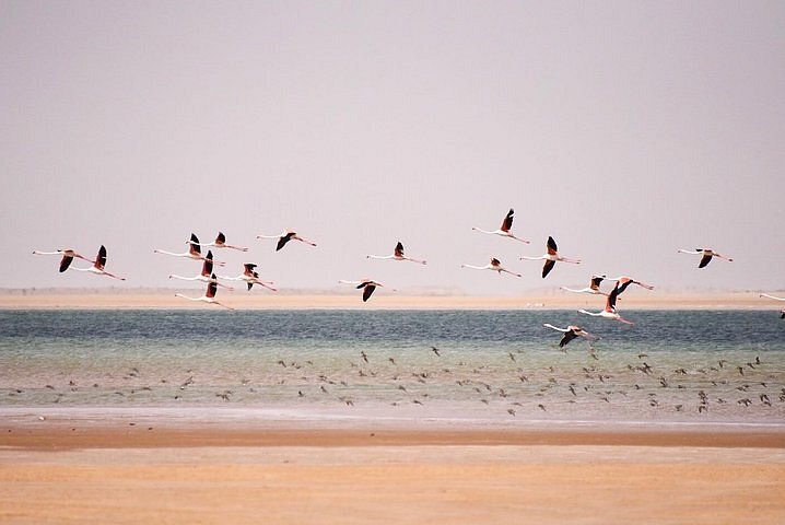 محمية جاولينغ في موريتانيا