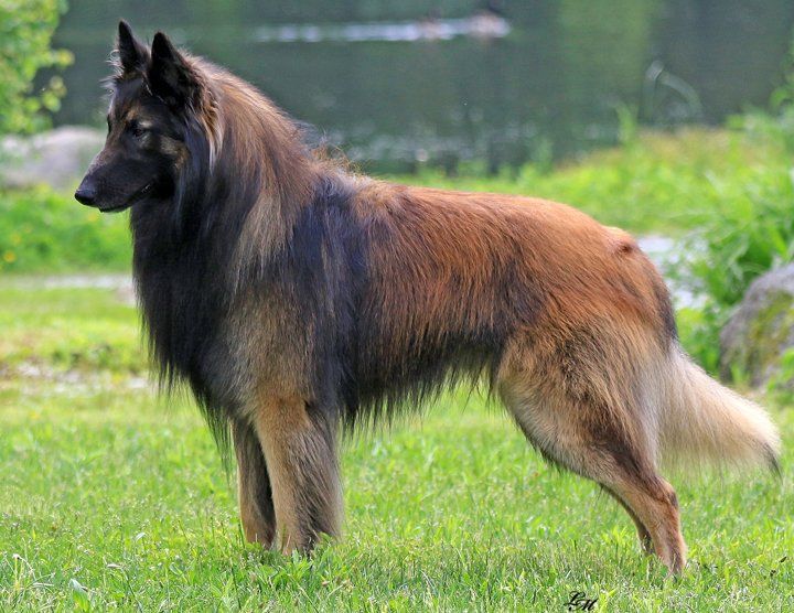 الكلب البلجيكي التيرفيرين
