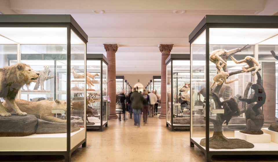متحف التاريخ الطبيعي سينكنبرج أين تقع فرانكفورت