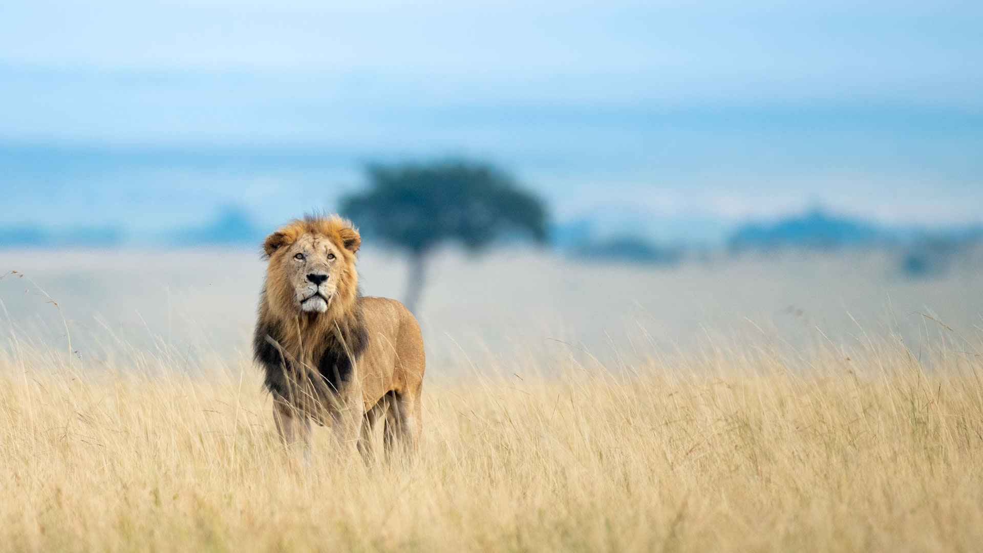محمية ماساي مارا الوطنية في كينيا