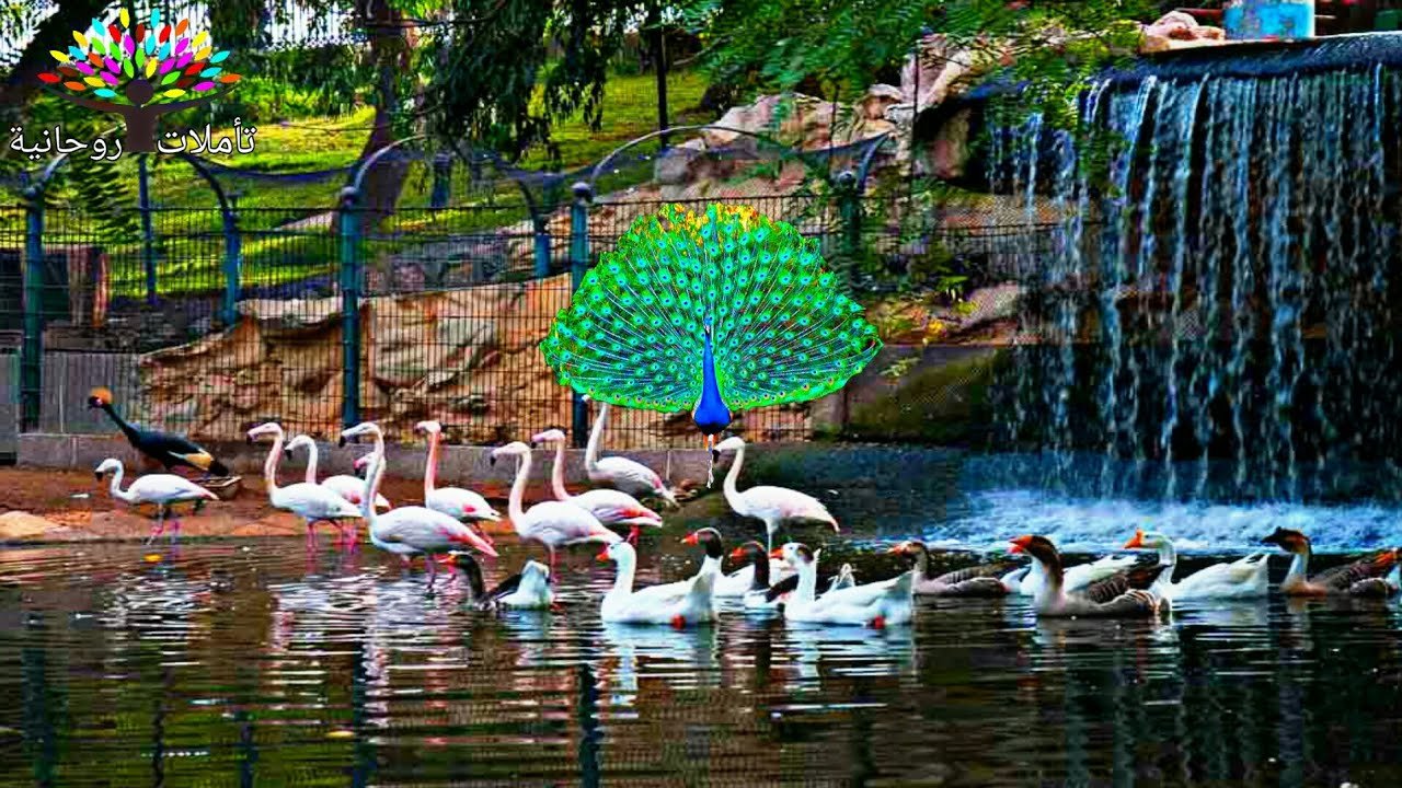 حديقة وادي الطيور في أحياء أكادير