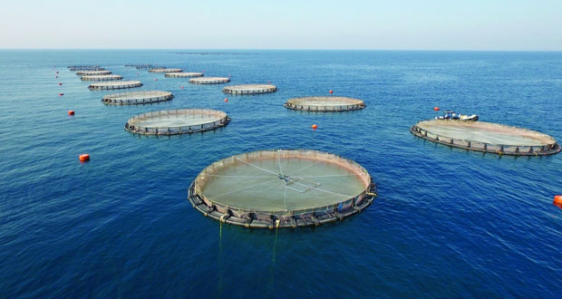 مشروع الاستزراع السمكي بقناة السويس