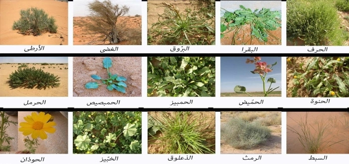 النباتات الصحراوية في شبه الجزيرة العربية