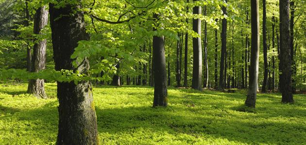 تعبير عن الغابة وفوائدها وكيفية المحافظة عليها