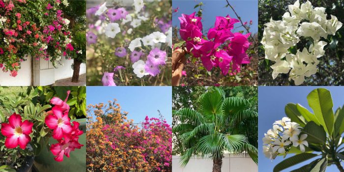 النباتات المعمرة في الإمارات