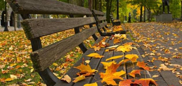 ما هو موسم الصفري