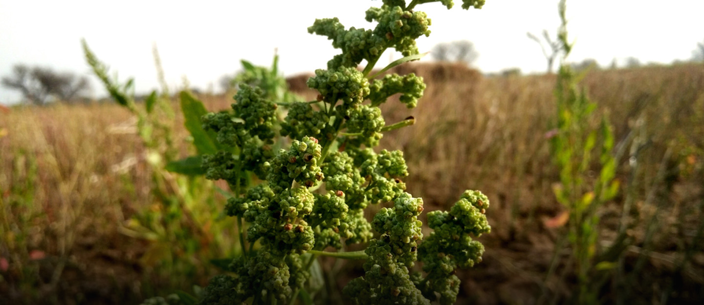 النباتات الحولية