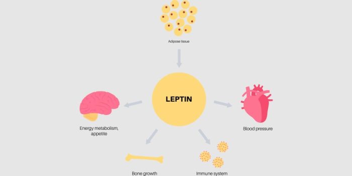 مقاومة هرمون الليبتين