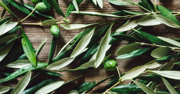 فوائد أوراق الزيتون