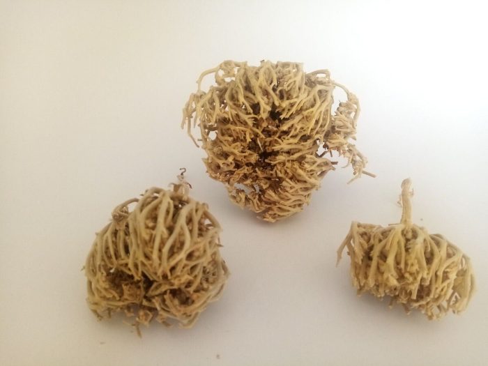 نبتة كف مريم