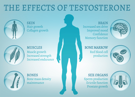 نقص التستوستيرون هرمون الذكورة