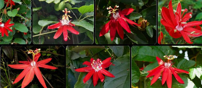 اسم زهرة الآلام الحمراء في السعودية