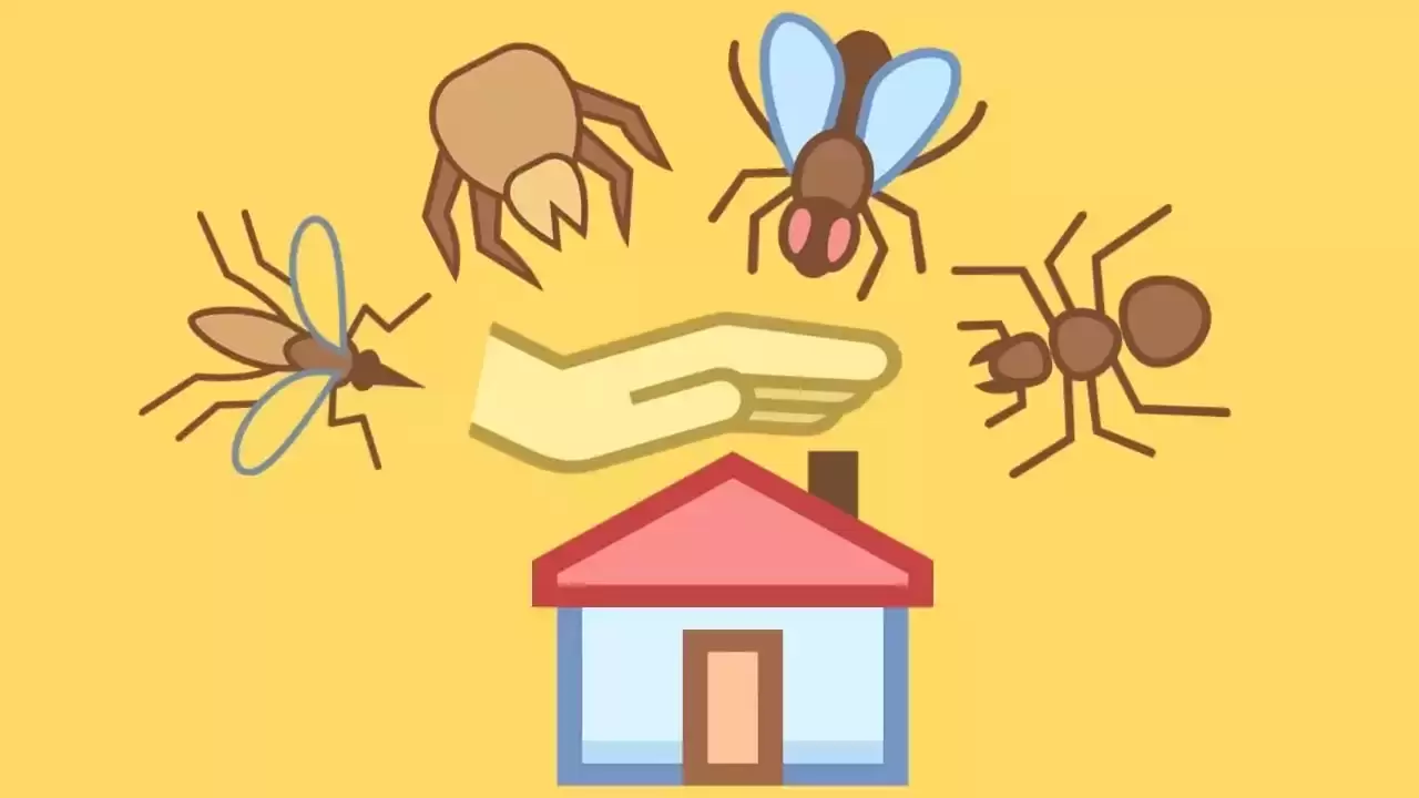 طرق مكافحة الحشرات المنزلية بدون مبيدات